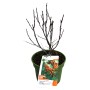 Bio Sanddorn (Hippophae rhamnoides) im 3 l Topf, ca. 30-40 cm hoch. Beerenstrauch für Garten und Balkon.