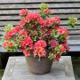 Japanische Azalee Orange Beauty im Topf. Zwerg Alpenrose mit orangen Blüten.