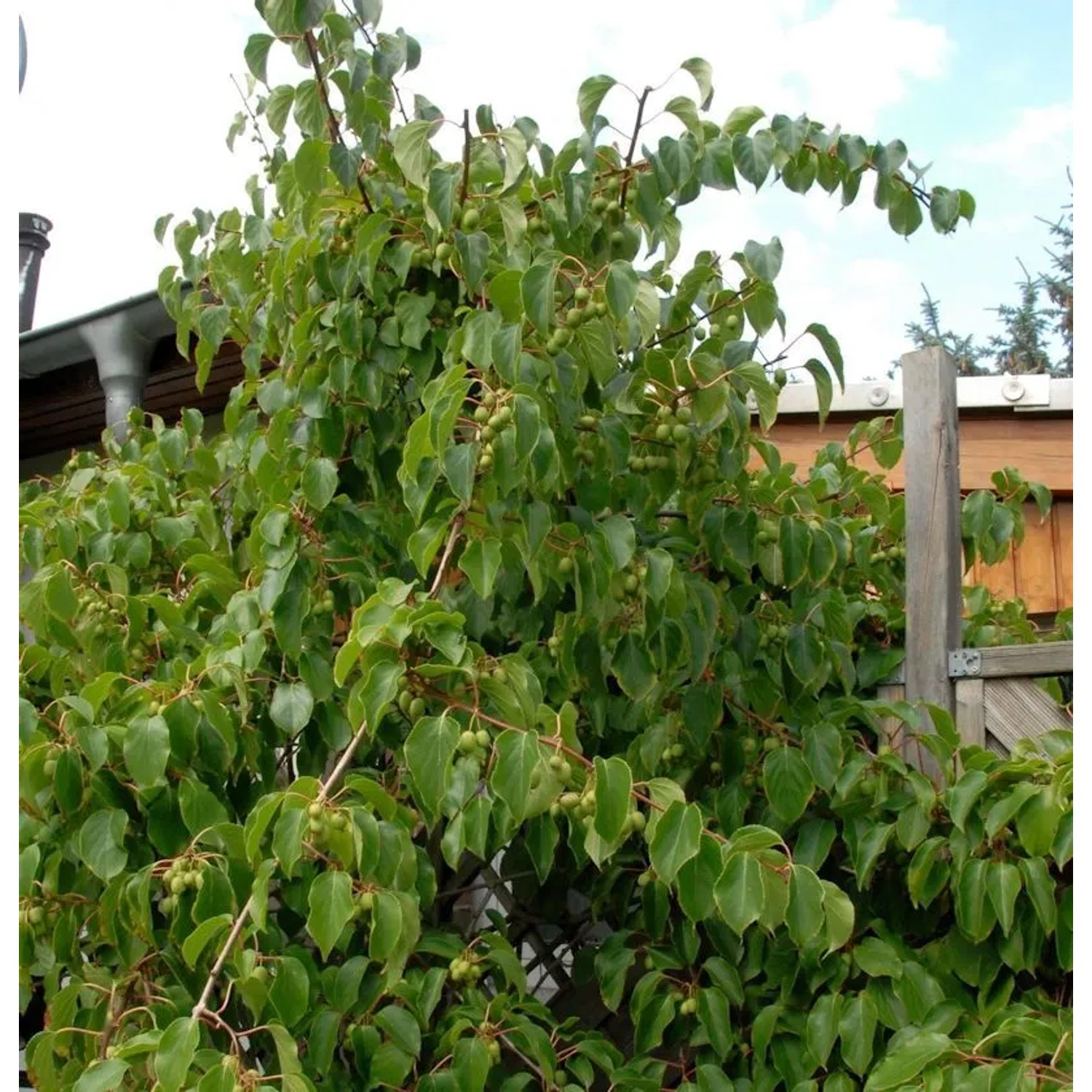Minikiwi Fresh Jumbo 125-150cm - Actinidia arguta