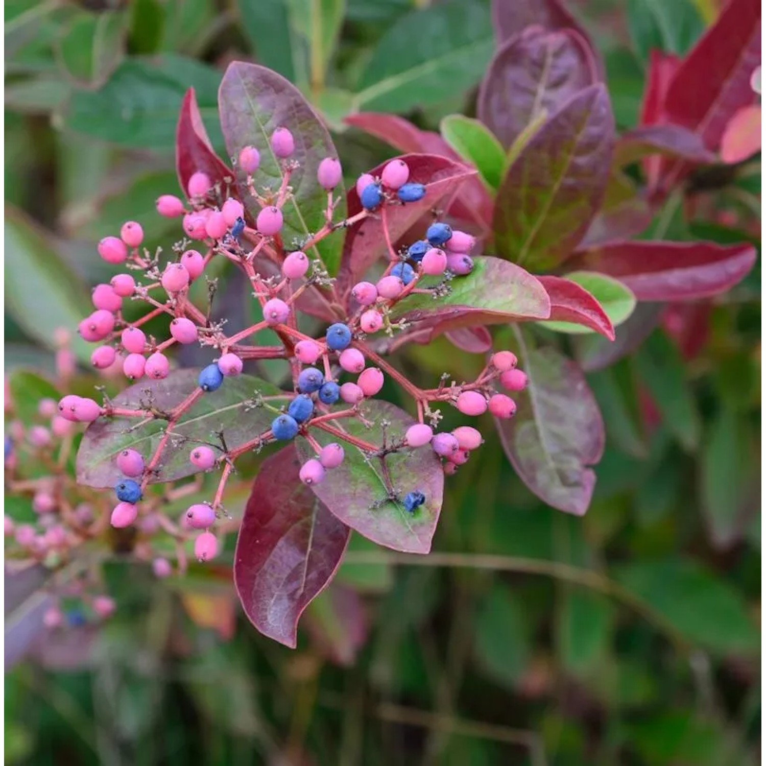 Amerikanischer Schneeball Brandywine 80-100cm - Viburnum nudum