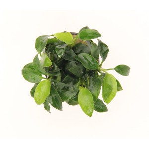 Dennerle Aquariumpflanze Anubias Bonsai, kleine, grüne Blätter im Topf.