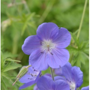 Nahaufnahme einer blauen Wiesenstorchschnabel Brookside (Geranium pratense) Blüte.