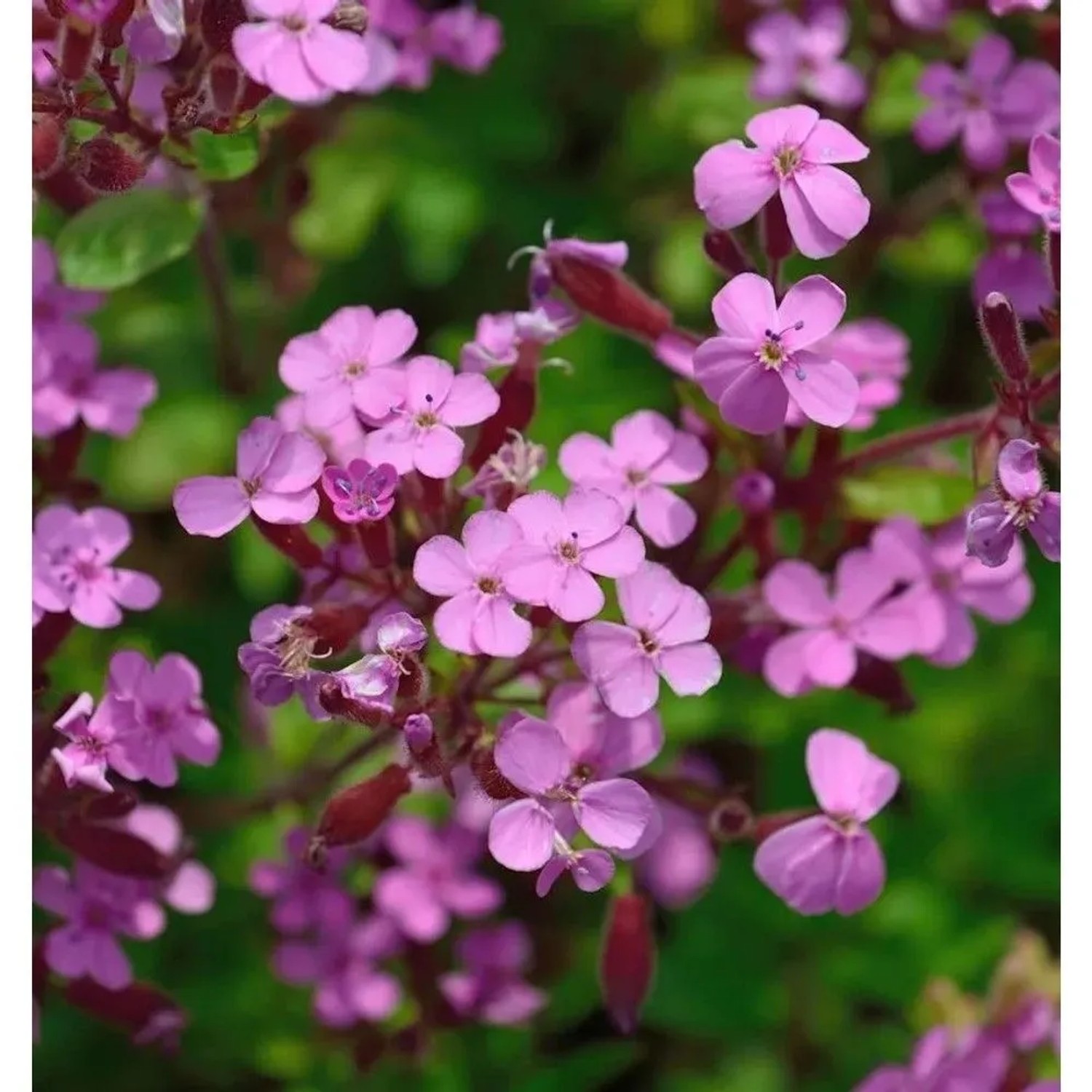 Rotes Seifenkraut - Saponaria ocymoides