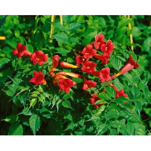 Orange-rote Trompetenblume 'Fire Trumpet' (Campsis radicans) mit grünen Blättern.