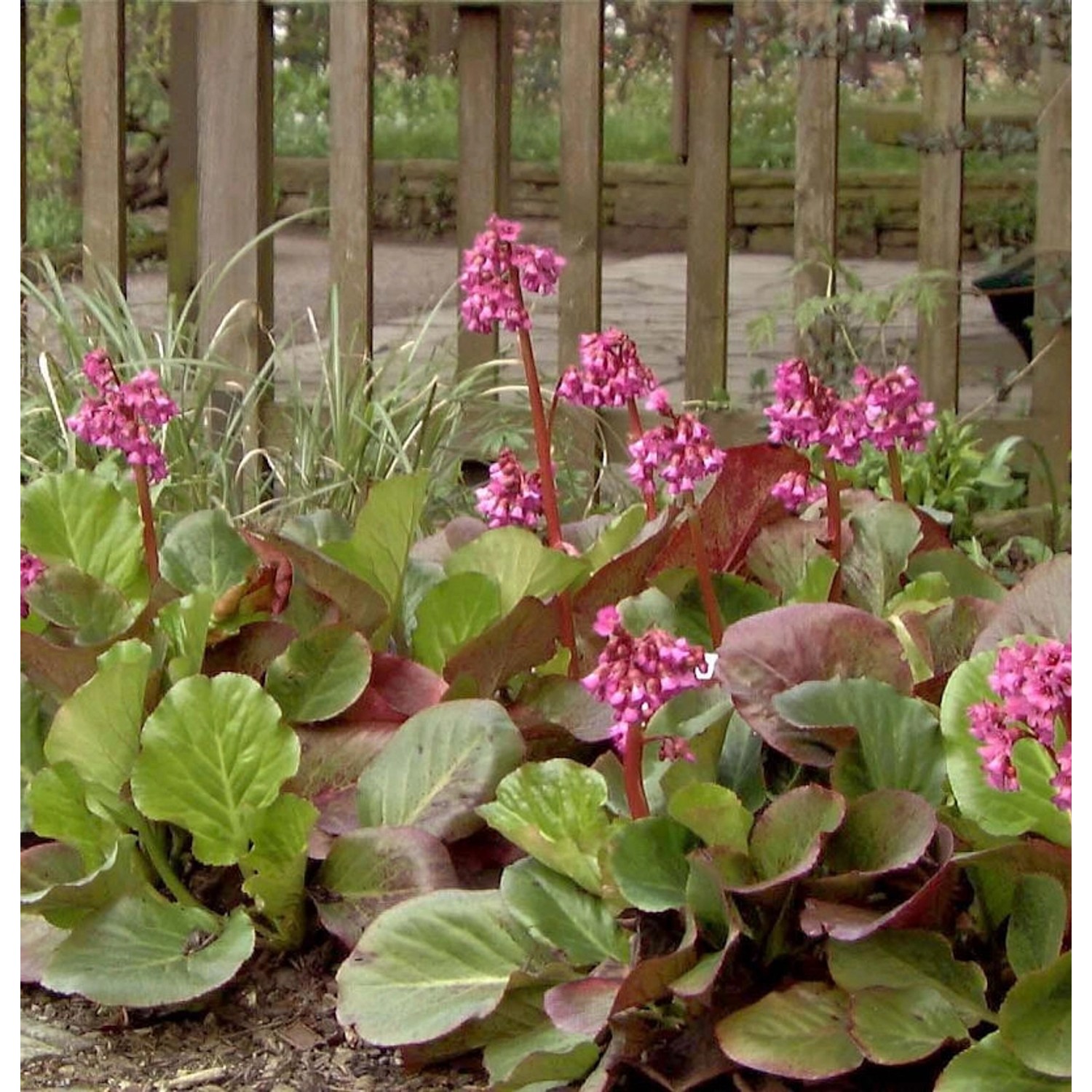 Bergenie Bressingham Ruby - Bergenia cordifolia günstig online kaufen