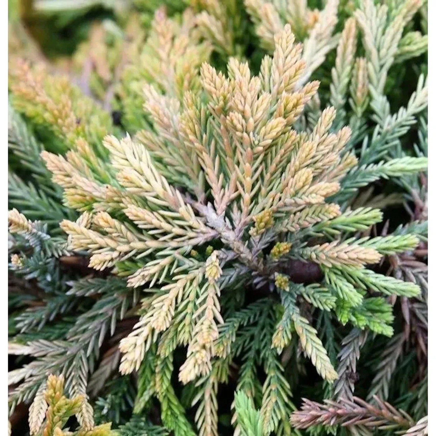 Kriechwacholder Golden Carpet 20-25cm - Juniperus horizontalis