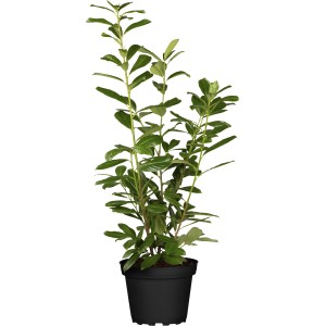 Kirschlorbeer Novita im Topf, ca. 60-80 cm hoch, grüne Blätter.