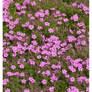 Dichter Teppich aus rosa Flammenblumen (Phlox subulata) mit vielen kleinen Blüten und grünen Blättern.