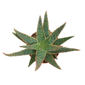 Aloe Zebrina 'Danyz' im 10,5cm Topf, eine grüne Sukkulente mit orange-roten Rändern. Exotische Zimmerpflanze.