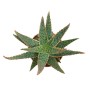Aloe Zebrina 'Danyz' im 10,5cm Topf, eine grüne Sukkulente mit orange-roten Rändern. Exotische Zimmerpflanze.