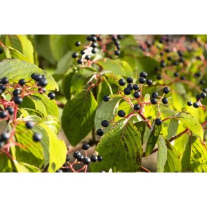 Roter Hartriegel (Cornus sanguinea) mit schwarzen Beeren und grünen Blättern.