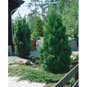 Immergrüne Thuja 'Fastigiata' (125-150 cm) als Heckenpflanze im Garten.