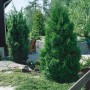 Immergrüne Thuja 'Fastigiata' (125-150 cm) als Heckenpflanze im Garten.
