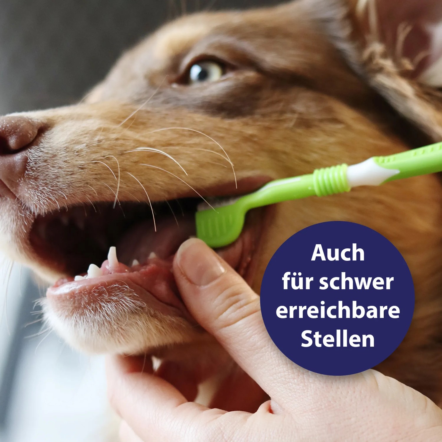 Canosept 3-Kopf-Zahnbürste im Einsatz: Hundezahnpflege für schwer erreichbare Stellen.