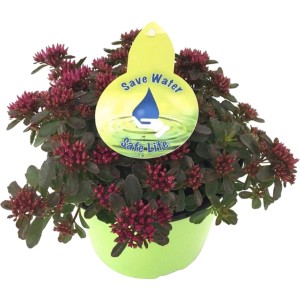 Fetthenne (Sedum) im Topf, ca. 17 cm Ø, mit roten Blütenknospen und grünen Blättern.