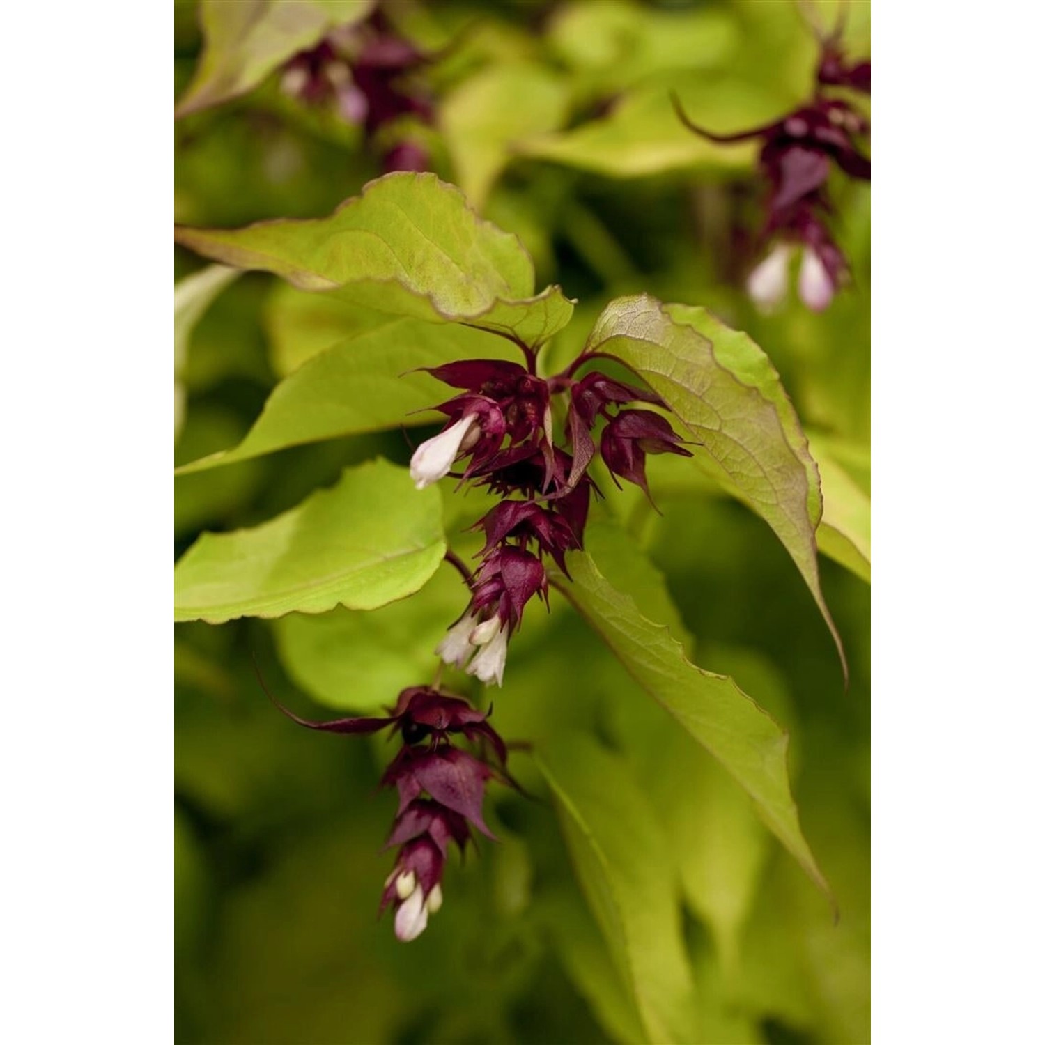Leycesteria Formosa Golden Lanterns Himalaya-Geißblatt 40–60 cm günstig online kaufen