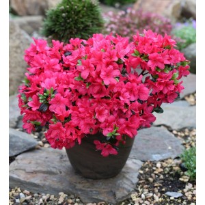 Japanische Azalee 'Signalglühen' im Topf, leuchtend rote Blüten der Zwerg Alpenrose.