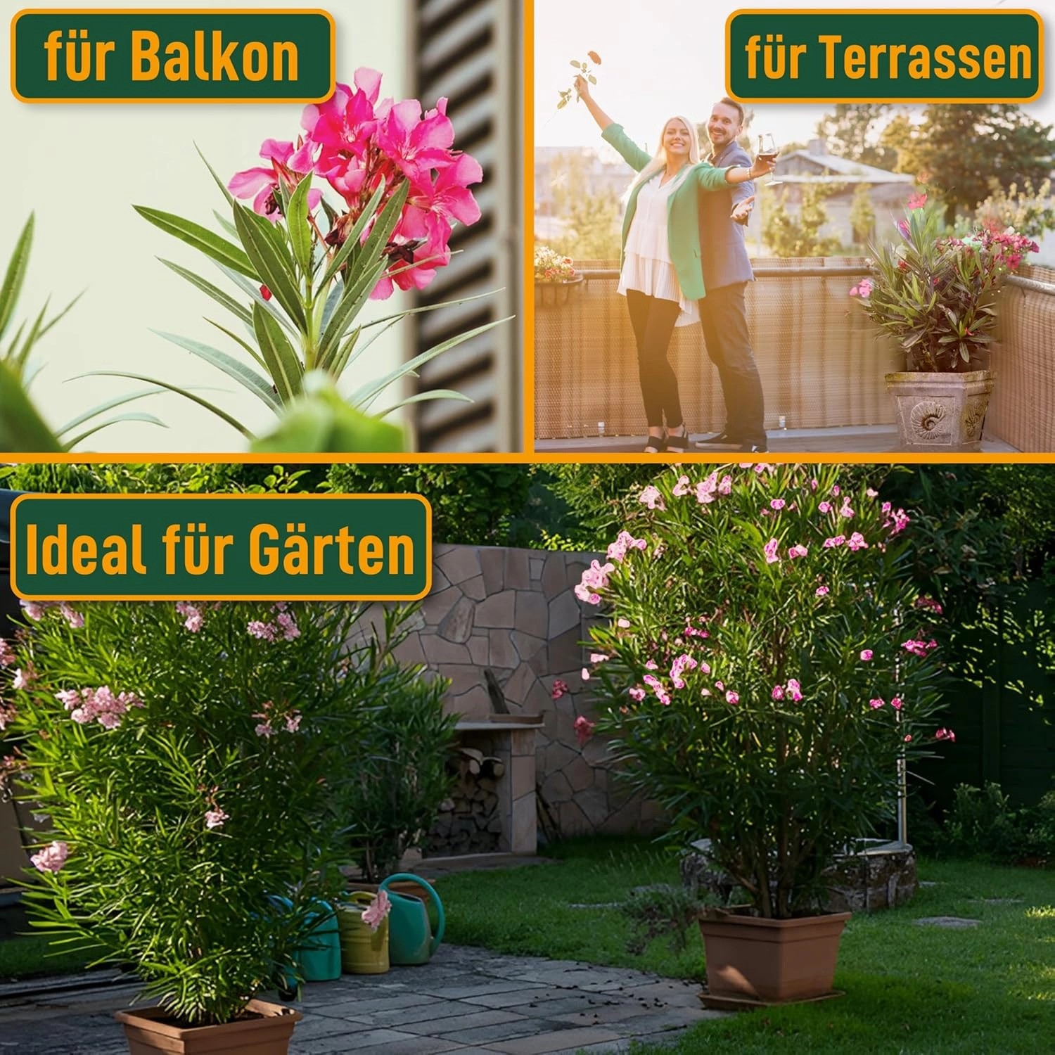 SunnyTree Oleander Farbe Rosa 80/100 cm Nerium Oleander Pflanze für