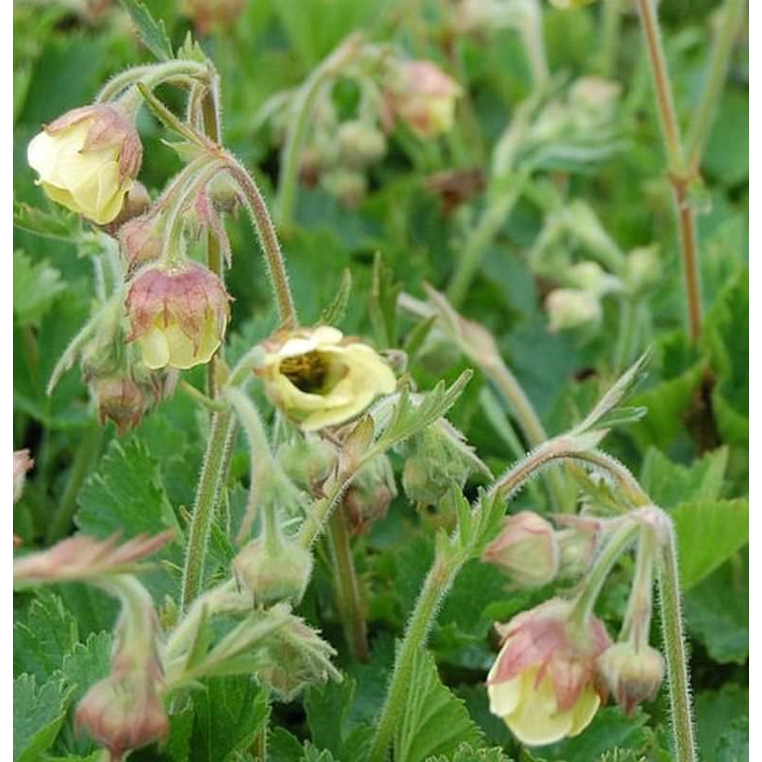 Bachnelkenwurz Lemon Drops - Geum rivale günstig online kaufen