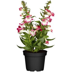 GROß by OBI Bartfaden (Pentemon hartwegii) im Topf, rosa-weiße Blüten, grüne Blätter.