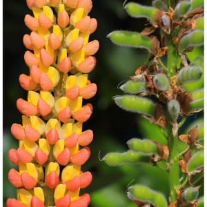 Gartenlupinie WC Gladiator: Blühende Staude mit gelb-orangen Blüten und grünen Samenkapseln.