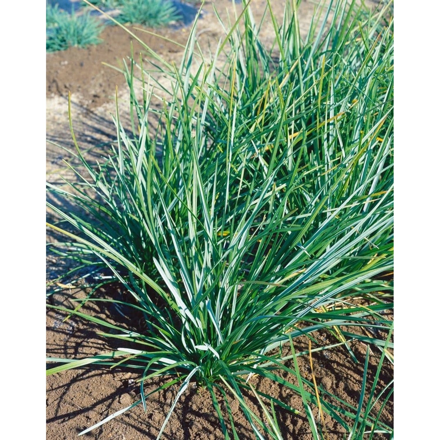 Sesleria Heufleriana Blaugras Ca. 9x9 cm Topf günstig online kaufen