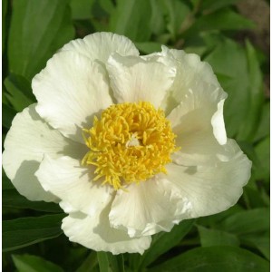 Weiße Edel Pfingstrose 'Claire de Lune' mit leuchtend gelber Mitte. Eine prächtige Garten-Staude.
