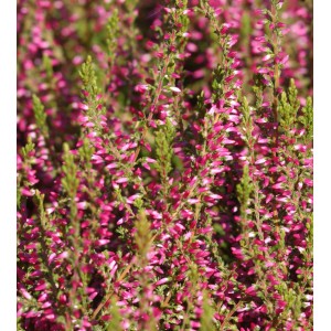 Detailaufnahme der rosafarbenen Knospenheide Gardengirls Jette (Calluna vulgaris).