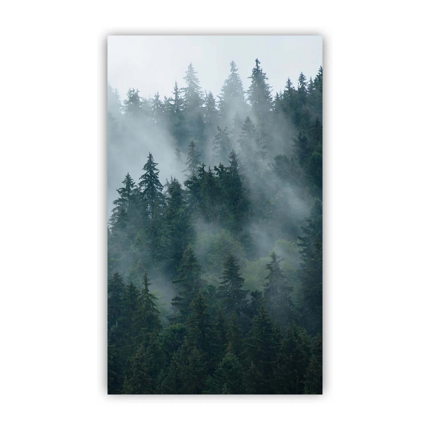 Walllux Duschrückwand Tannenwald Alu-Verbund 3 mm 125 x 210 cm