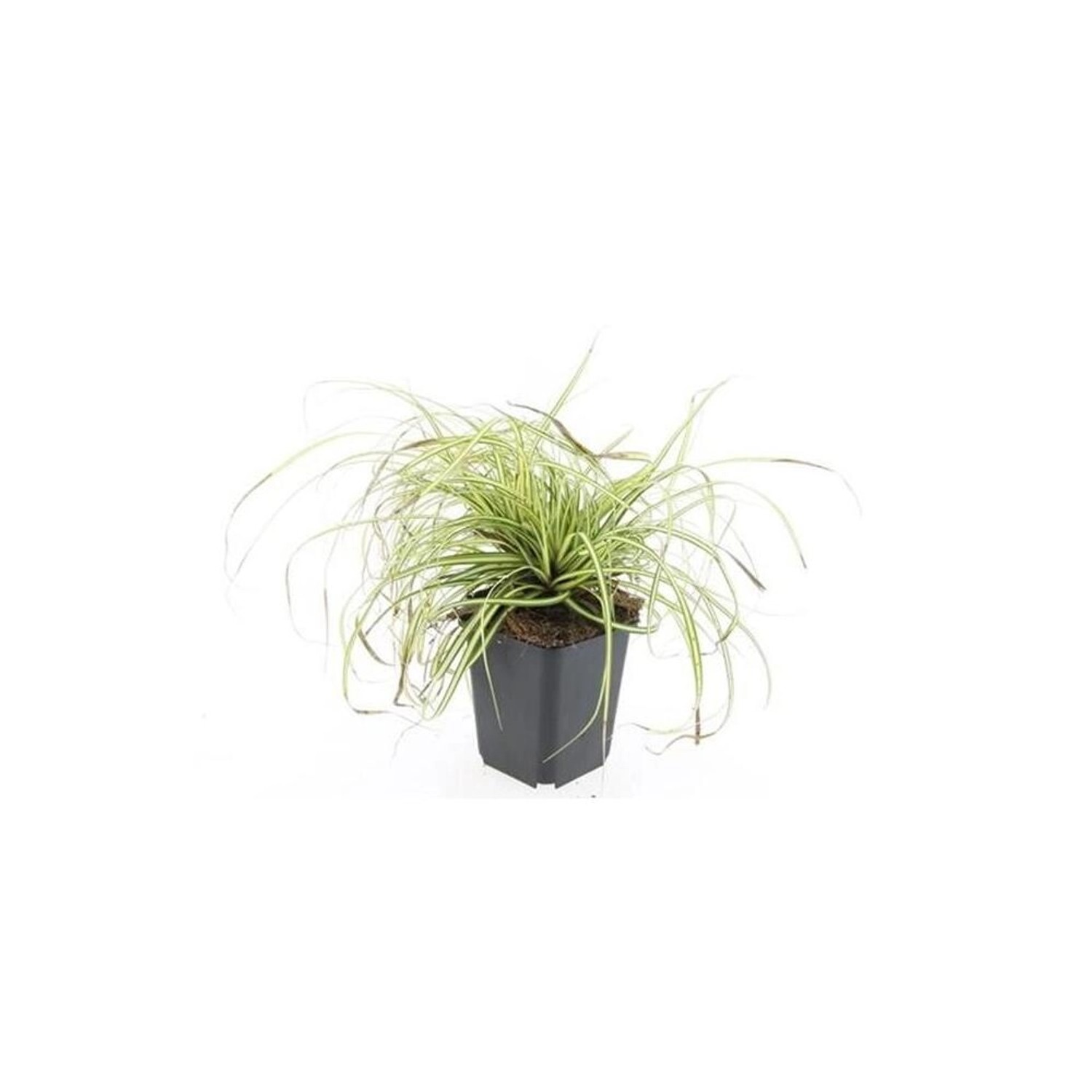Exotenherz Ziergras Gold Segge Carex Oshimensis Evergold 9cm Topf Set mit 2 günstig online kaufen
