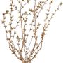 Junge Zierkirsche 'Brillant' im Topf, ca. 125-150 cm hoch, mit Knospen vor der Blüte.