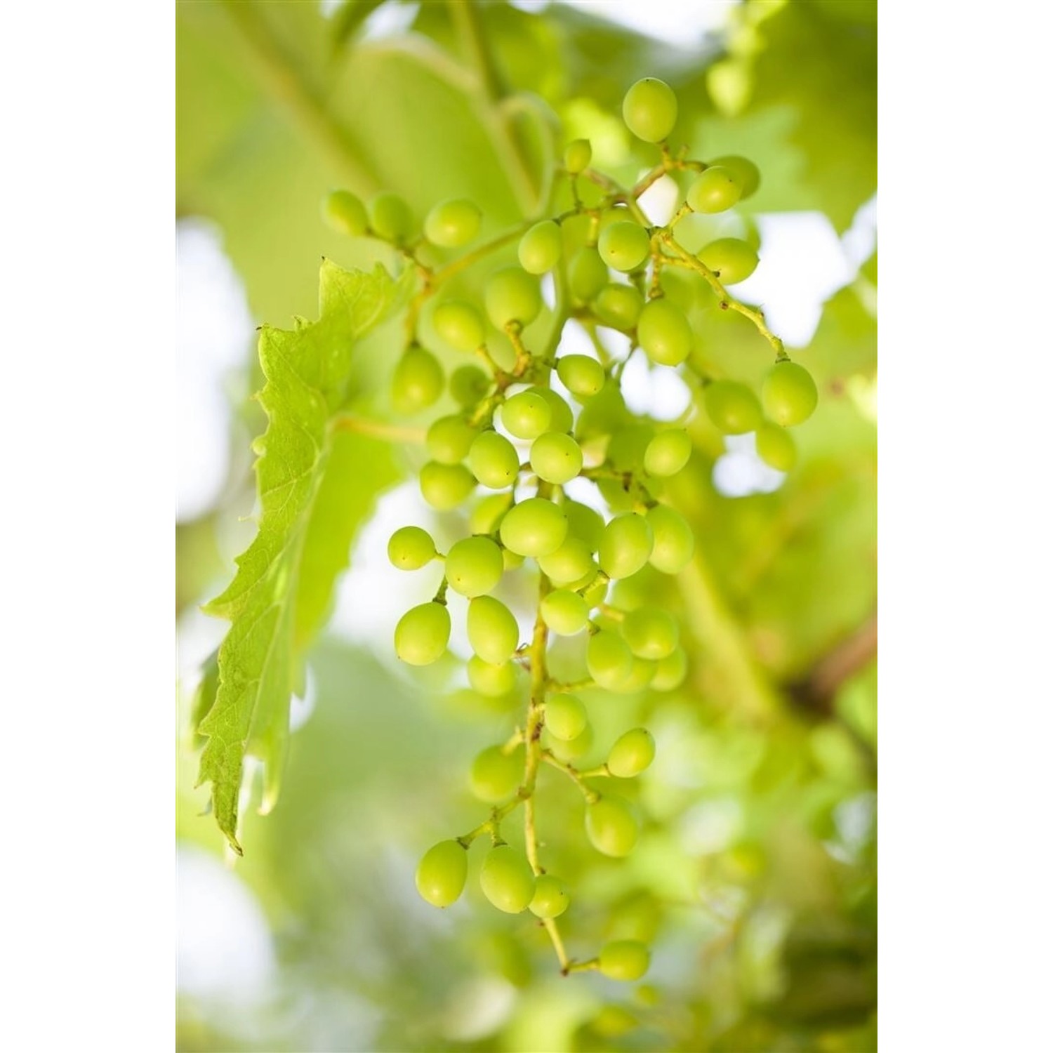 Vitis Vinifera Gelber Muskateller Weinrebe 80–100 cm günstig online kaufen