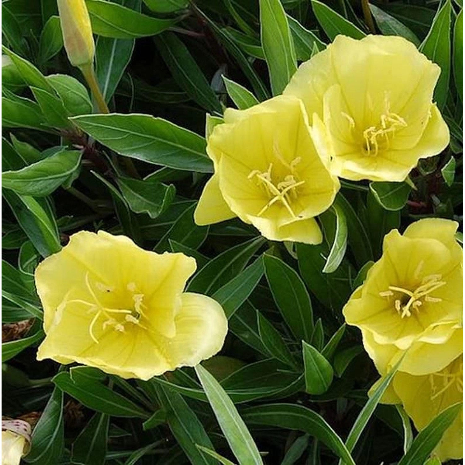 Duftende Nachtkerze Yella Fella - Oenothera pilosella günstig online kaufen