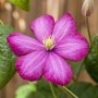 Nahaufnahme einer karminroten Clematis Ville de Lyon Waldrebe mit grünen Blättern.