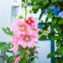 Rosa Stockrose aus dem Themenset Blüten- & Farbenmeer, Topf ca. 9 cm.