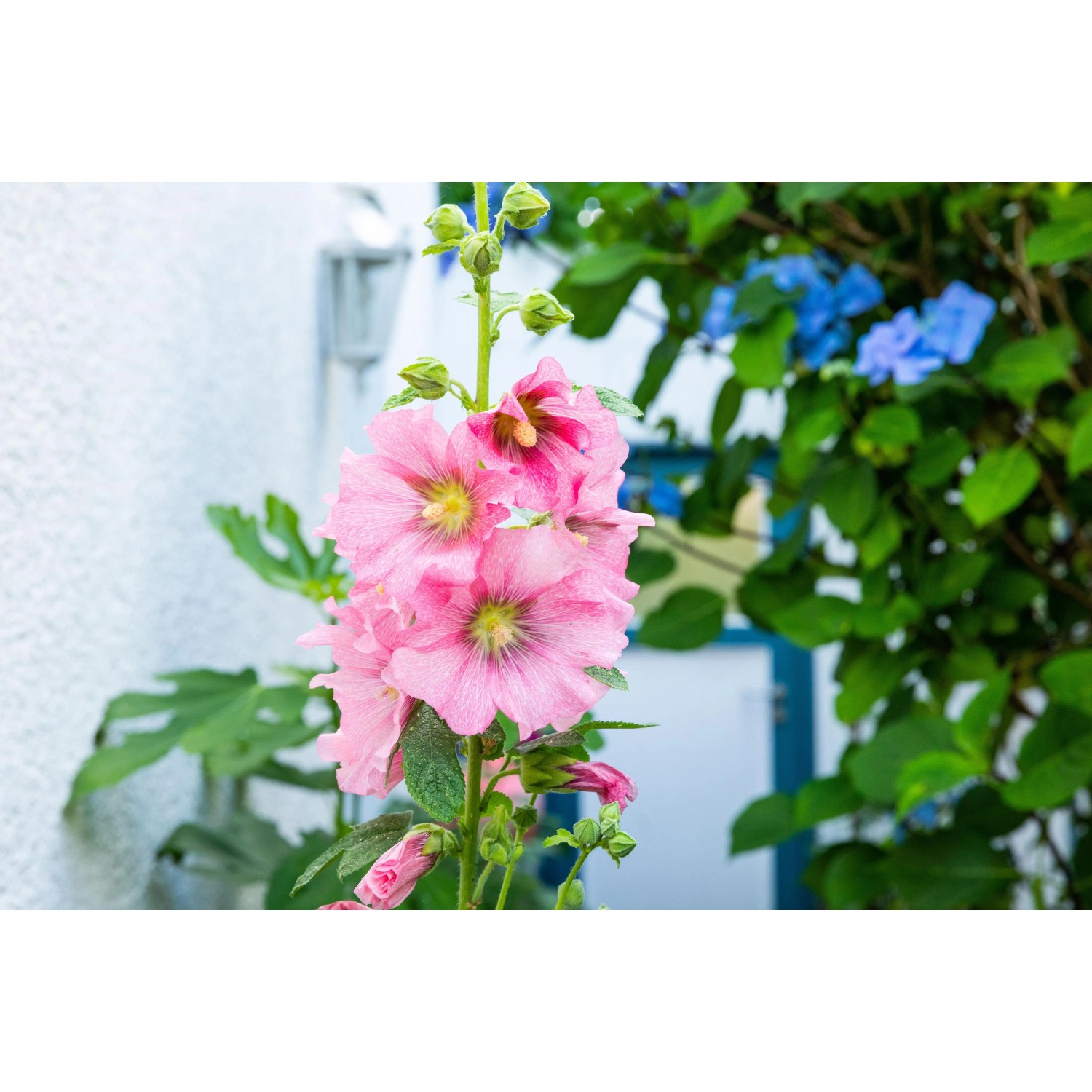 Rosa Stockrose aus dem Themenset Blüten- & Farbenmeer, Topf ca. 9 cm.