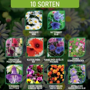 Blumen Samen-Set mit 10 Sorten. Collage bunter Blüten wie Margeriten, Mohn, Kornblumen für Garten & Haus.