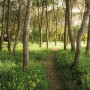 Vlies Fototapete mit Waldweg und blühender Wiese, 450x280 cm.