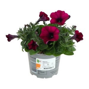 GROW by OBI Petunie Capella Burgundy im 12 cm Topf. Sommerblume mit dunkelroten Blüten.
