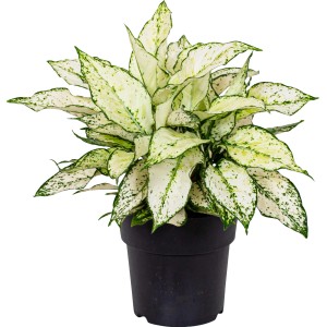 GROW by OBI Kolbenfaden "White Kiwi" im Topf, eine dekorative Grünpflanze mit weiß-grünen Blättern.