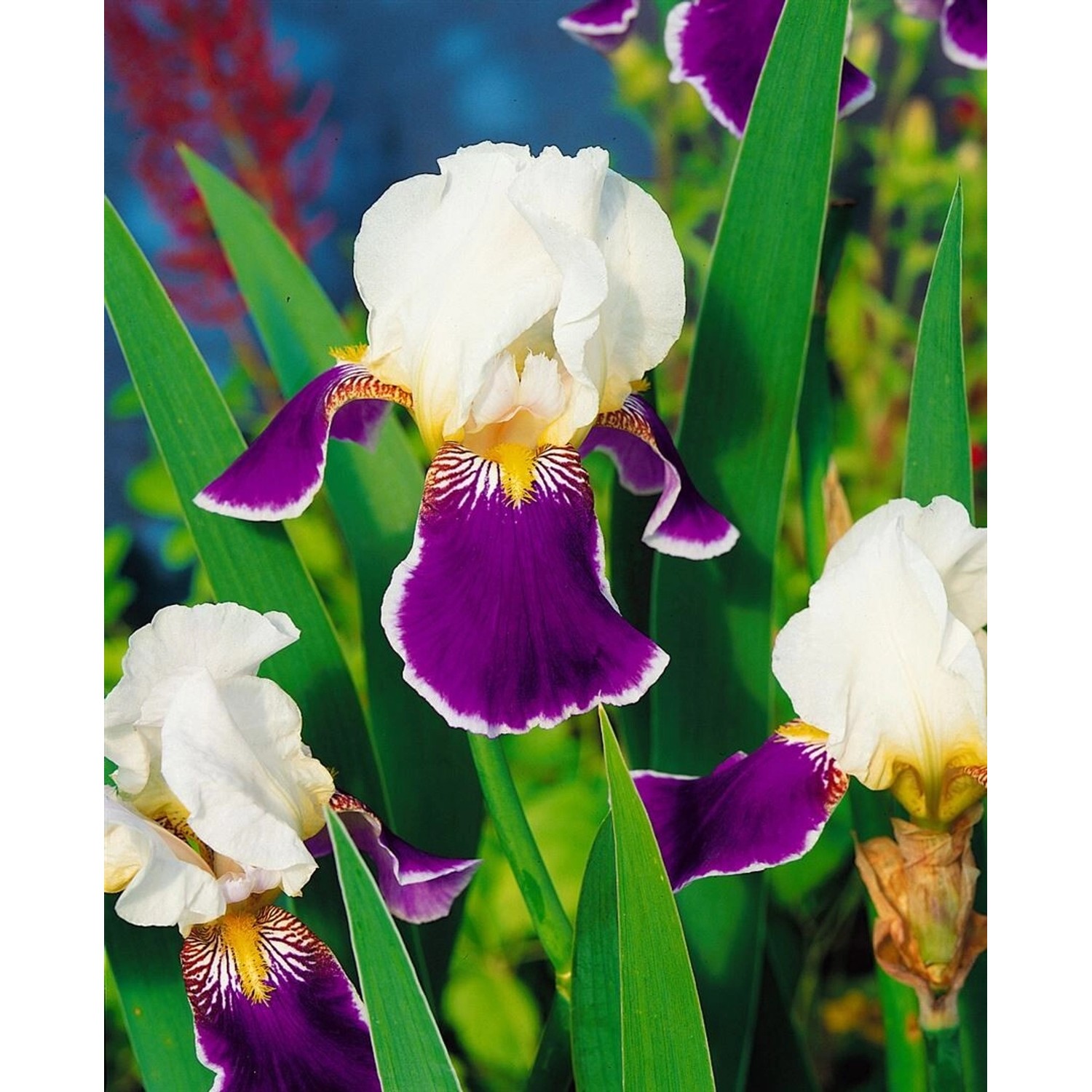 Iris X Barb.-Elat.'Wabash' Schwertlilie Ca. 11x11 cm Topf günstig online kaufen