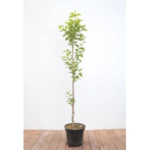 Diospyros Kaki Vaniglia, Kakipflaume im Topf, 125-150 cm hoch.