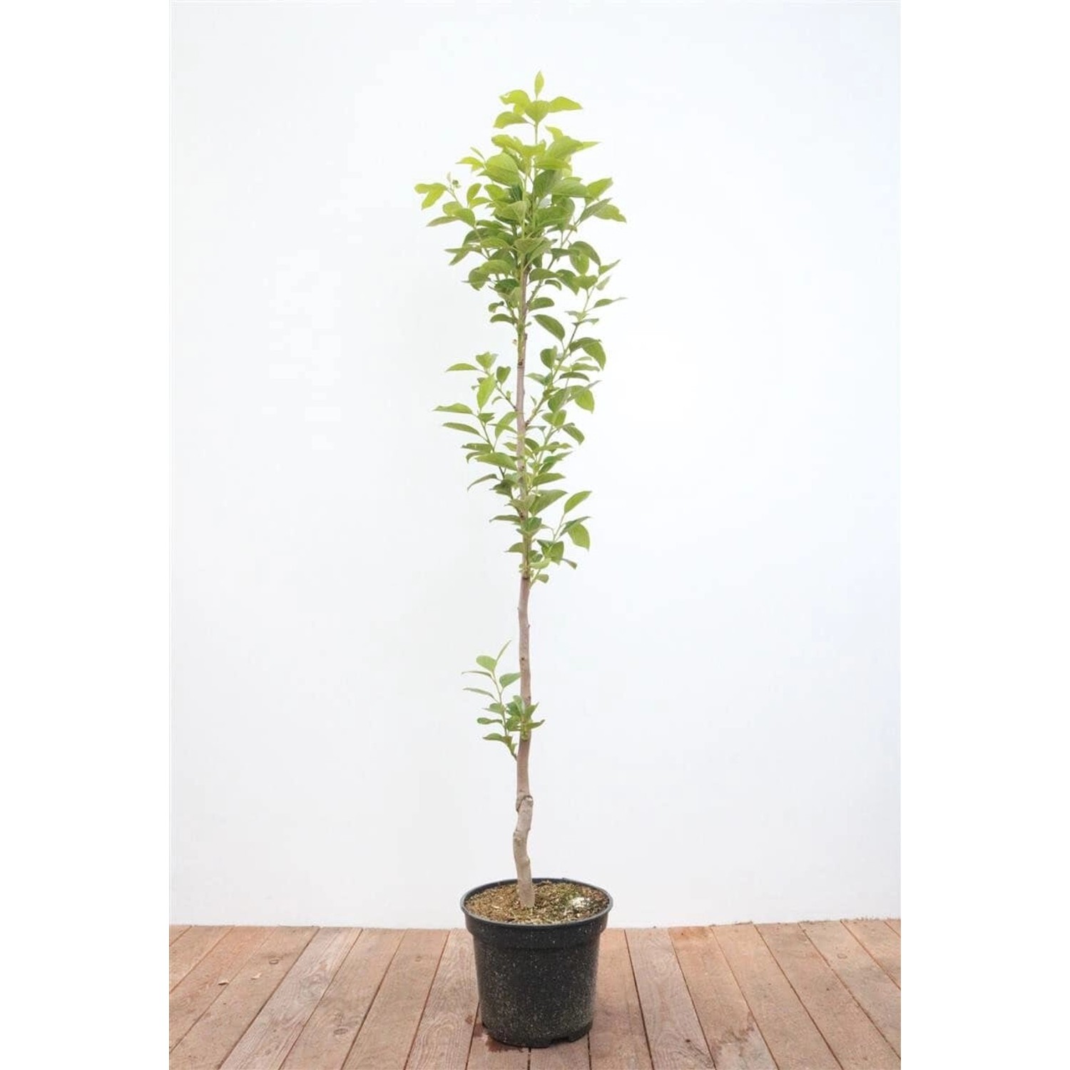 Diospyros Kaki Vaniglia Kaki Kakipflaume 125–150 cm günstig online kaufen