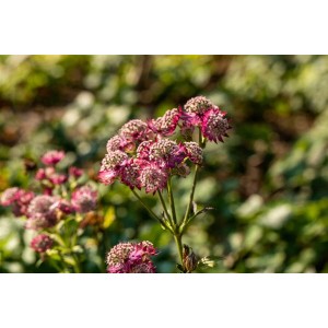Rosa Sterndolde 'Rosensinfonie' im 9x9 cm Topf, eine elegante Staude für Beet und Garten.