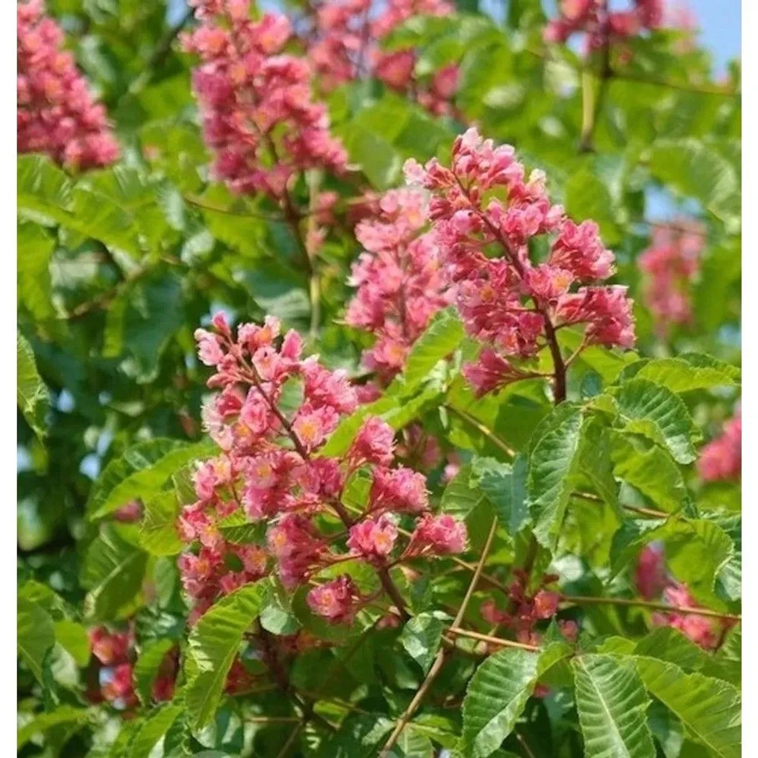 Hochstamm Fleischrote Rosskastanie 80-100cm - Aesculus carnea