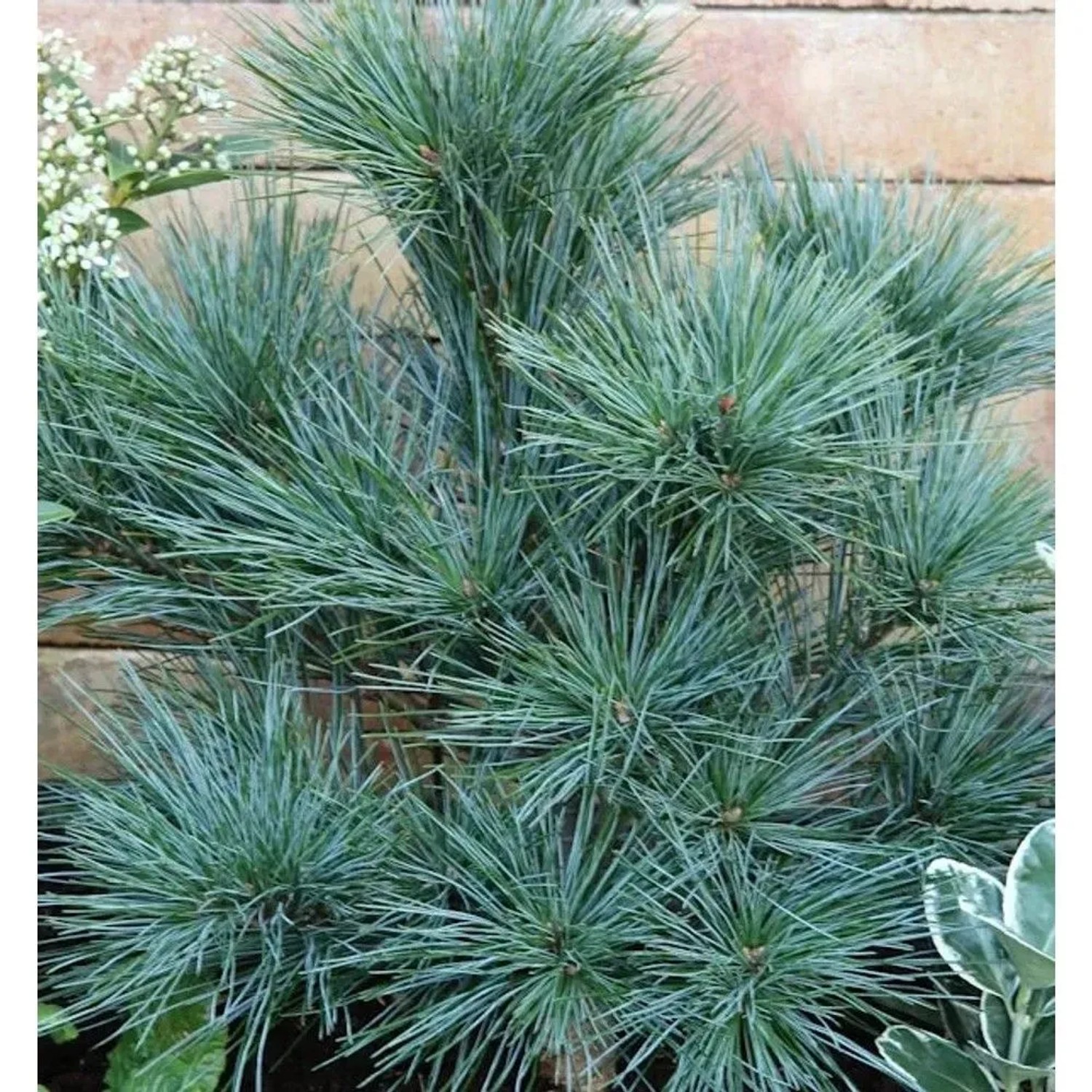 Zwergseidenkiefer 40-60cm - Pinus strobus