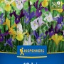 Kiepenkerl Blumenzwiebeln: Bunte Mischung Holländischer Schwertlilien in Gelb, Violett, Weiß und Blau auf der Packung.