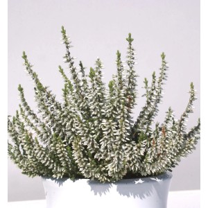 10x weiße Knospenheide Gardengirls Madonna (Calluna vulgaris) im Topf.