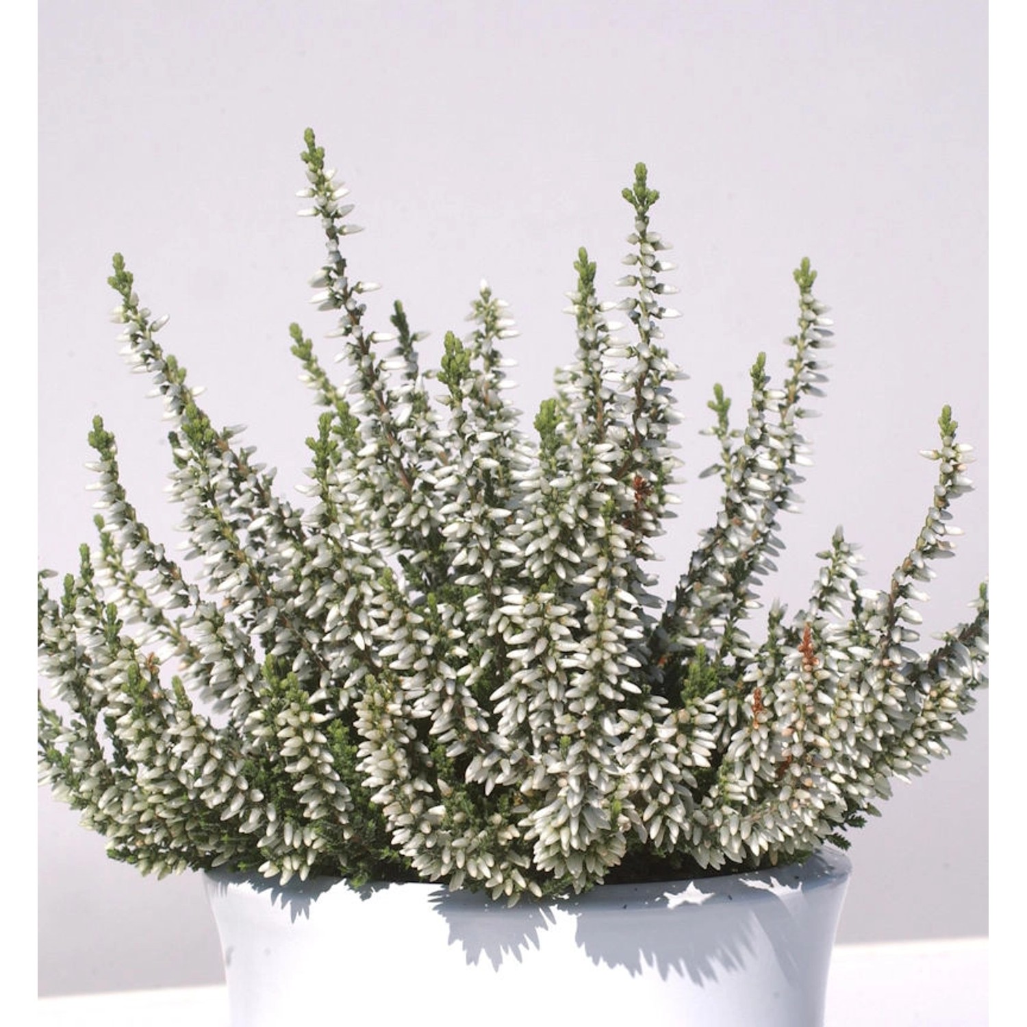 10x Knospenheide Gardengirls Madonna - Calluna vulgaris günstig online kaufen