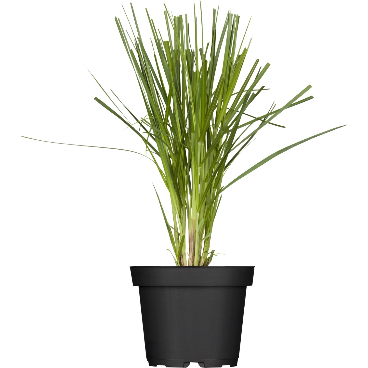 GROW by OBI Pampasgras Topf-Ø ca. 22 cm Cortaderia selloana günstig online kaufen